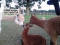 /album/photogallery/alpaca-love-jpg/